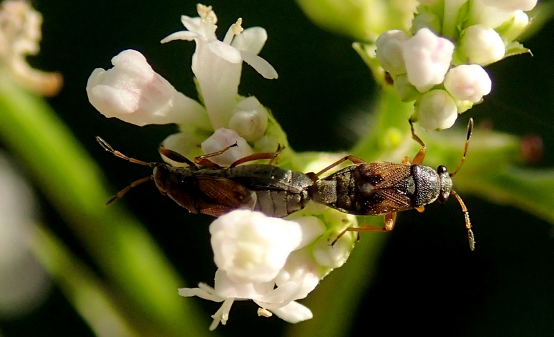 Lygaeidae: Acompus rufipes del Veneto (TV)